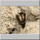 Bembidion cf tetracolum - Laufkaefer 01a 5mm.jpg